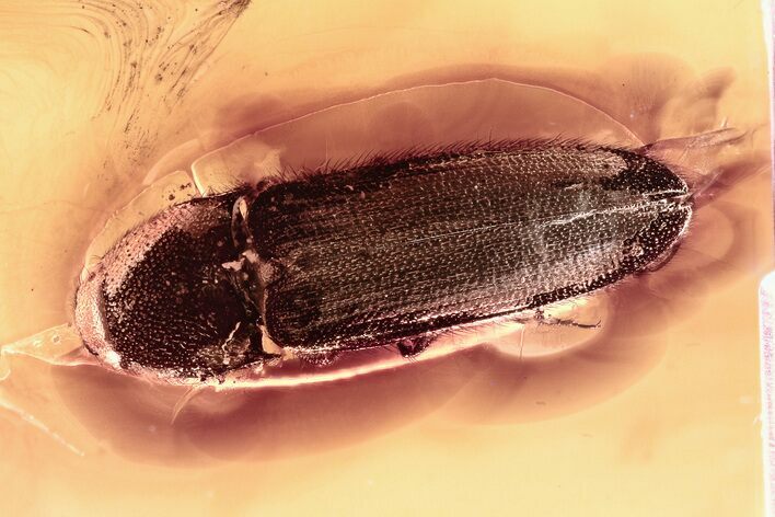 Detailed Fossil Click Beetle (Elateridae) in Baltic Amber #307629